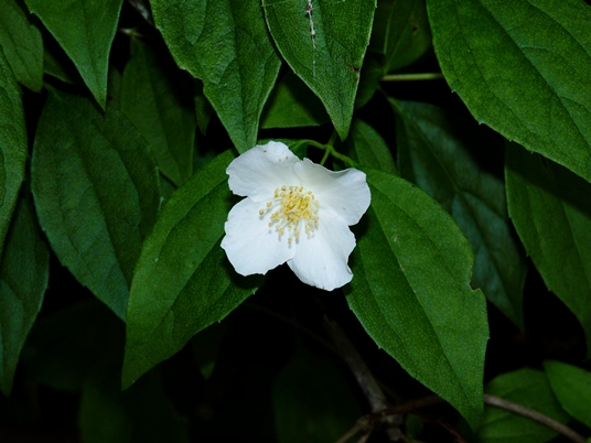 {Philadelphus inodorus}